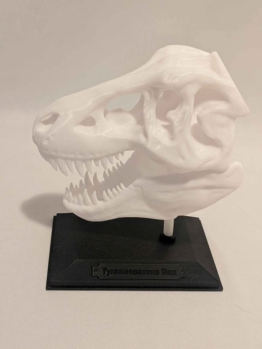Tyranosaurus Rex Skull Model