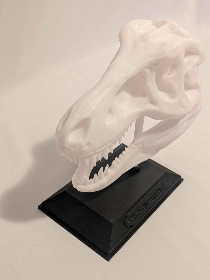 Tyranosaurus Rex Skull Model